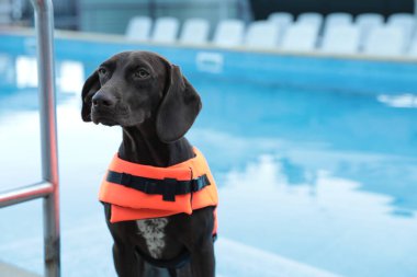 Dışarıda yüzme havuzunun yanında can yeleği giymiş bir köpek kurtarıcısı.