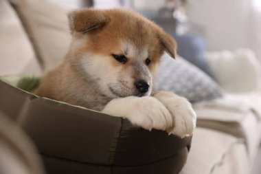 Köpek yatağındaki sevimli Akita Inu yavrusu.