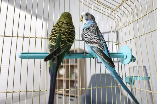 stock image Beautiful bright parrots in cage indoors. Exotic pets