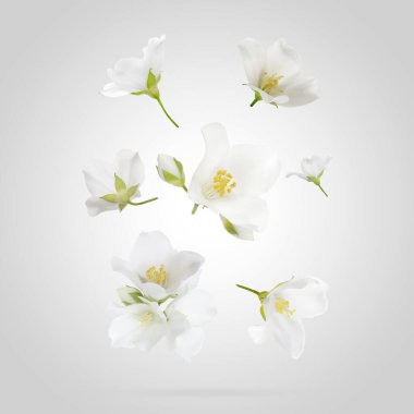 Güzel yasemin çiçekleri açık arkaplanda