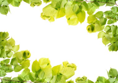 Beyaz üzerinde yeşil yaprakları olan ağaç dallarından yapılmış çerçeve