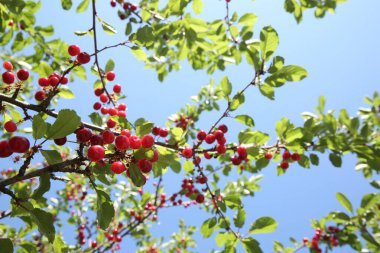 Açık havada mavi gökyüzüne karşı olgun kırmızı böğürtlenli kiraz ağacı, alçak açı.