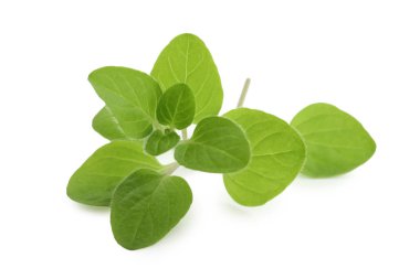 Taze yeşil kekik suyu beyazda izole edilmiş.