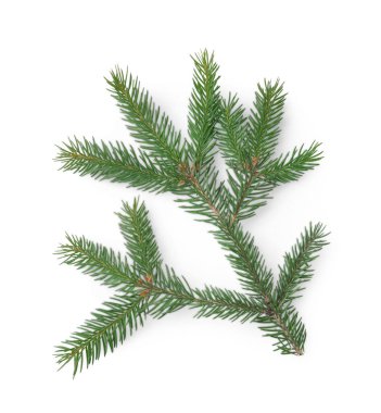 Çam ağacı dalı beyaz, üst görünümde izole