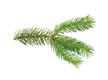 Yeşil çam ağacı dalı beyazda izole edilmiş