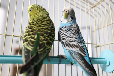 İçerideki kafeste güzel parlak papağanlar. Egzotik hayvanlar