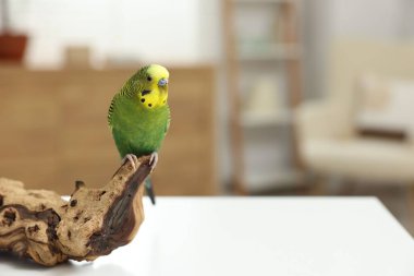 Pet parrot. Beautiful budgerigar sitting on snag on table indoors, space for text clipart