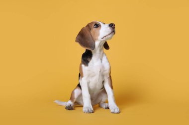 Sarı arka planda sevimli bir Beagle köpeği. Sevimli hayvan.
