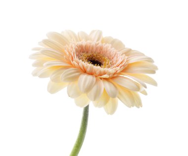 Güzel, narin bir Gerbera çiçeği beyazda soyutlanmış