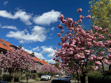 Şehir caddesinde yetişen pembe çiçekli güzel sakura ağaçları.