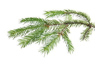 Yeşil çam ağacı dalı beyazda izole edilmiş
