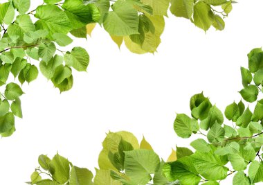 Beyaz üzerinde yeşil yaprakları olan ağaç dallarından yapılmış çerçeve