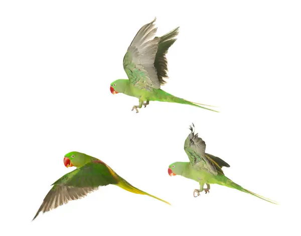 stock image Beautiful green parrot isolated on white, collage of photos