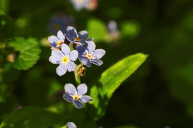 Açık havada büyüyen güzel unutma beni çiçekleri, yazı için yer. Bahar mevsimi