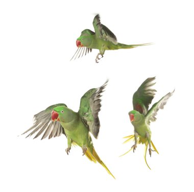 Beautiful green parrot isolated on white, collage of photos clipart