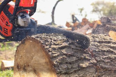 Sawing wooden log on sunny day, closeup