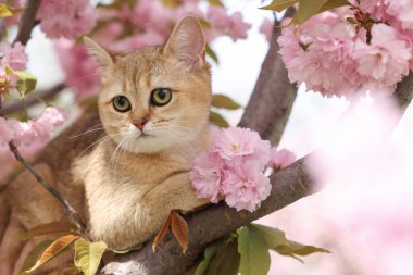 Bahar ağacı dalında güzel çiçekleri olan sevimli bir kedi.