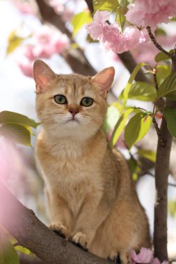 Bahar ağacı dalında güzel çiçekleri olan sevimli bir kedi.