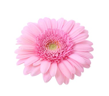 Güzel bir pembe gerbera çiçeği beyazın üzerinde izole edilmiş.