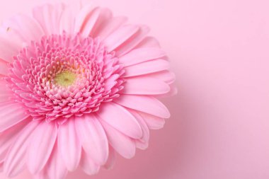 Pembe arka planda güzel bir Gerbera çiçeği, yakın plan. Metin için boşluk