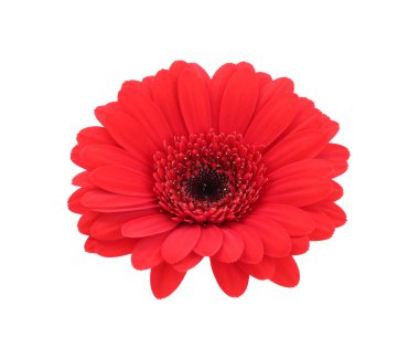 güzel kırmızı Gerbera çiçek üzerinde beyaz izole