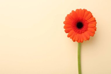 Bej arka planda güzel turuncu gerbera çiçeği, üst manzara. Metin için boşluk