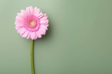 Soluk yeşil arka planda güzel pembe gerbera çiçeği, üst manzara. Metin için boşluk