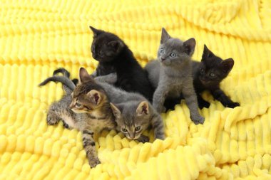 İçeride battaniyeye sarılı sevimli tüylü kedi yavruları. Yavru hayvanlar