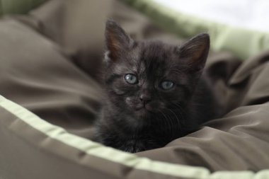 Evcil hayvan yatağında sevimli tüylü kedi yavrusu. Yavru hayvan