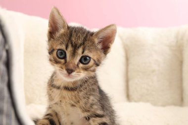 Cute fluffy kitten on pet bed against pink background, space for text. Baby animal