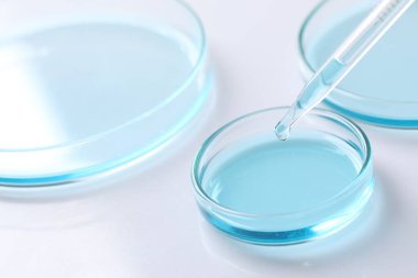 Beyaz masada pipetten petri kabına sıvı damlatıyor, yakın plan. Laboratuvar analizi