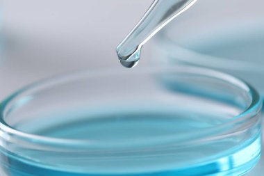 Pipetten petri kabına sıvı damlatıyor. Arka planda bulanık, yakın plan. Laboratuvar analizi