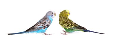 Beyaz arka planda güzel parlak papağanlar. Egzotik hayvanlar