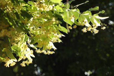 Beautiful linden tree with blossoms and green leaves outdoors