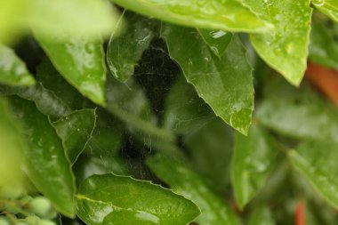 Çiy damlaları ile örümcek ağı dışarıda, kapalı mahonia çalı üzerine