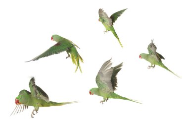 Güzel yeşil papağan beyaza izole edilmiş, fotoğraf kolajı