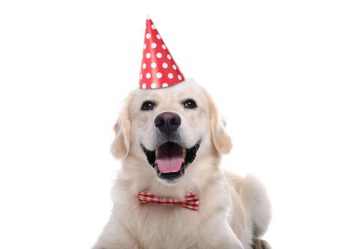 Beyaz arka planda parti şapkası ve papyonu olan sevimli Golden Retriever köpeği.