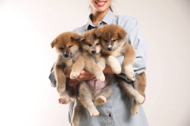 Akita Inu yavrularını kucağında tutan kadın, yakın plan