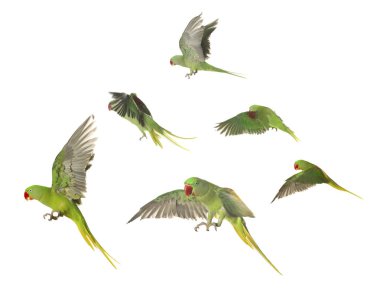 Güzel yeşil papağan beyaza izole edilmiş, fotoğraf kolajı