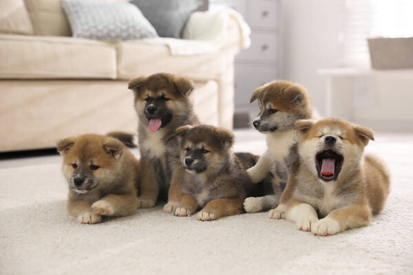 Очаровательные щенки Акита Ину на ковре в помещении