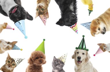 Many different animals with party hats on white background, collage clipart