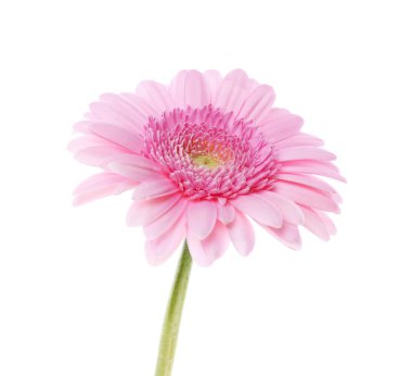 Güzel bir pembe gerbera çiçeği beyazın üzerinde izole edilmiş.