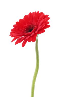 güzel kırmızı Gerbera çiçek üzerinde beyaz izole