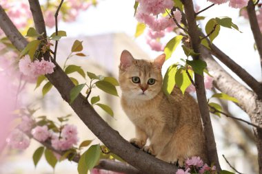 Bahar ağacı dalında güzel çiçekleri olan sevimli bir kedi.