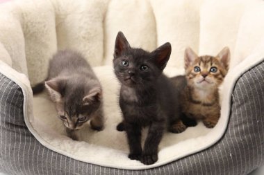 Cute fluffy kittens on pet bed. Baby animals