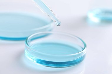 Beyaz masada pipetten petri kabına sıvı damlatıyor, yakın plan. Laboratuvar analizi