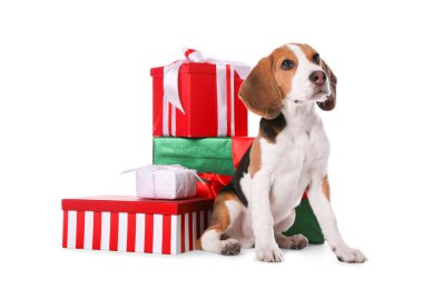 Tatlı Beagle köpek yavrusu ve beyaz arka planda Noel hediyeleri. Sevimli hayvan.