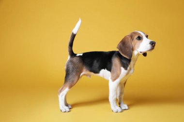 Sarı arka planda sevimli bir Beagle köpeği. Sevimli hayvan.