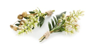 İki küçük şık yaka çiçekleri beyaza izole edilmiş.