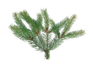 Yeşil çam ağacı dalı beyazda izole edilmiş